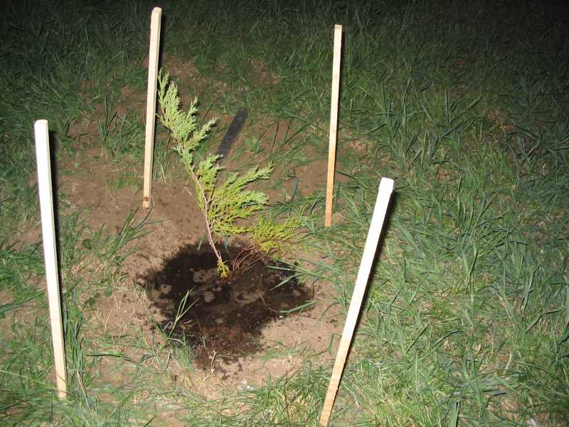 Aby pieski nam drzewka nie zatruły, należy je zabezpieczyć