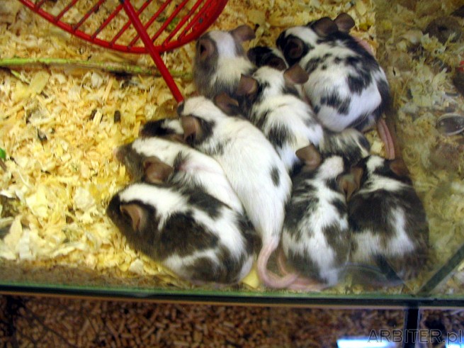Myszki - w sklepie zoologicznym Kakadu. Zwierzątka w Arkadii potrafią ucieszyć każdego