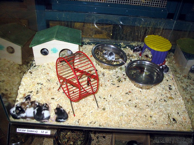 Myszki japońskie śpią na kupie. Są one fajne